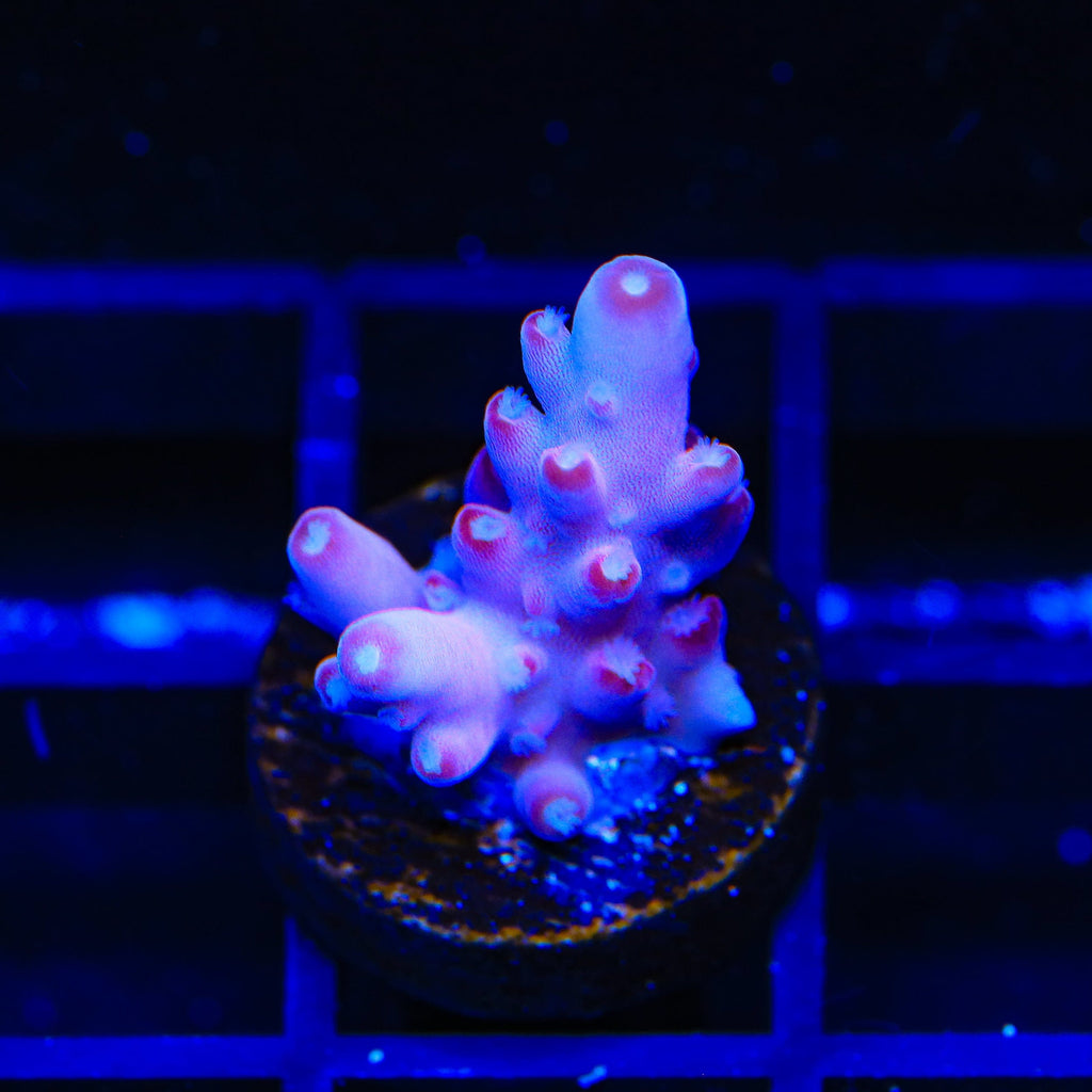 TSA Dr Mundo Acropora Coral