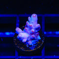 TSA Dr Mundo Acropora Coral