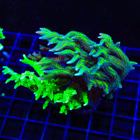 TSA Dragon Claw and Jade Combo Birdsnest Colony Coral