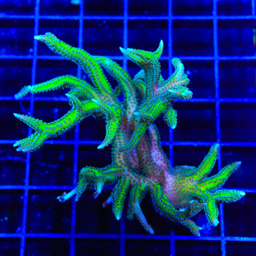 TSA Dragon Claw Birdsnest Colony Coral