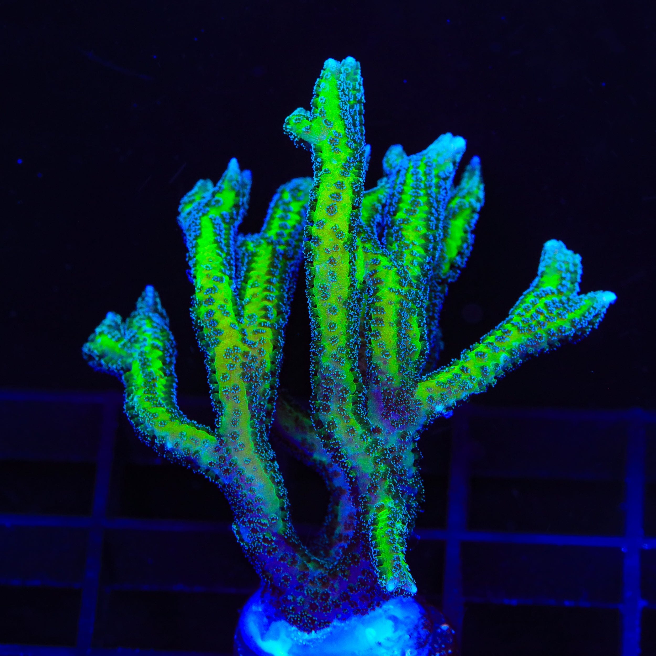 TSA Dragon Claw Birdsnest XL Frag Coral – Top Shelf Aquatics