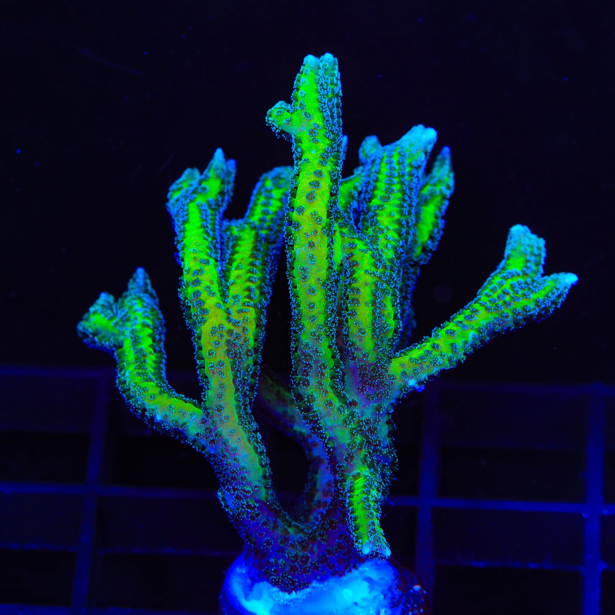 TSA Dragon Claw Birdsnest XL Frag Coral