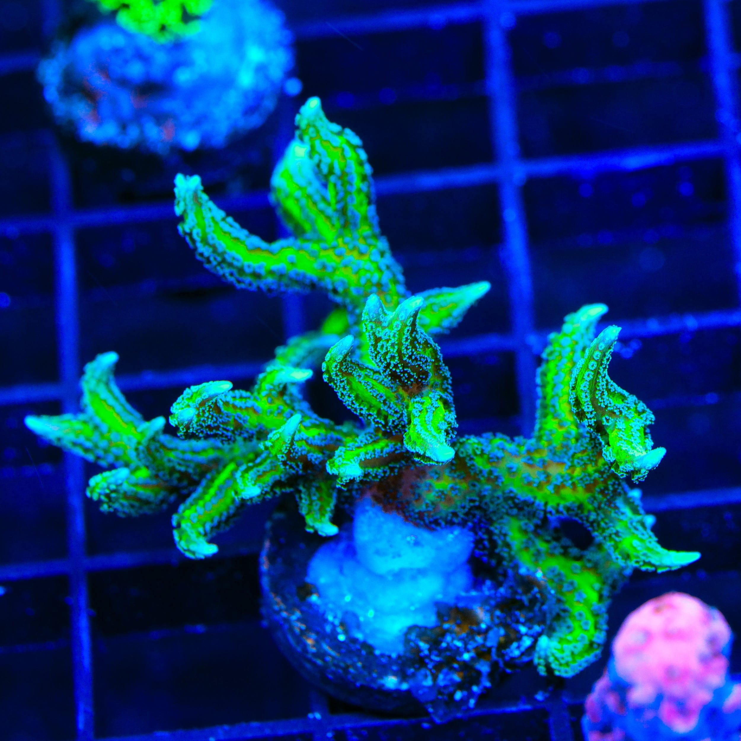 TSA Dragon Claw Birdsnest XL Frag Coral – Top Shelf Aquatics