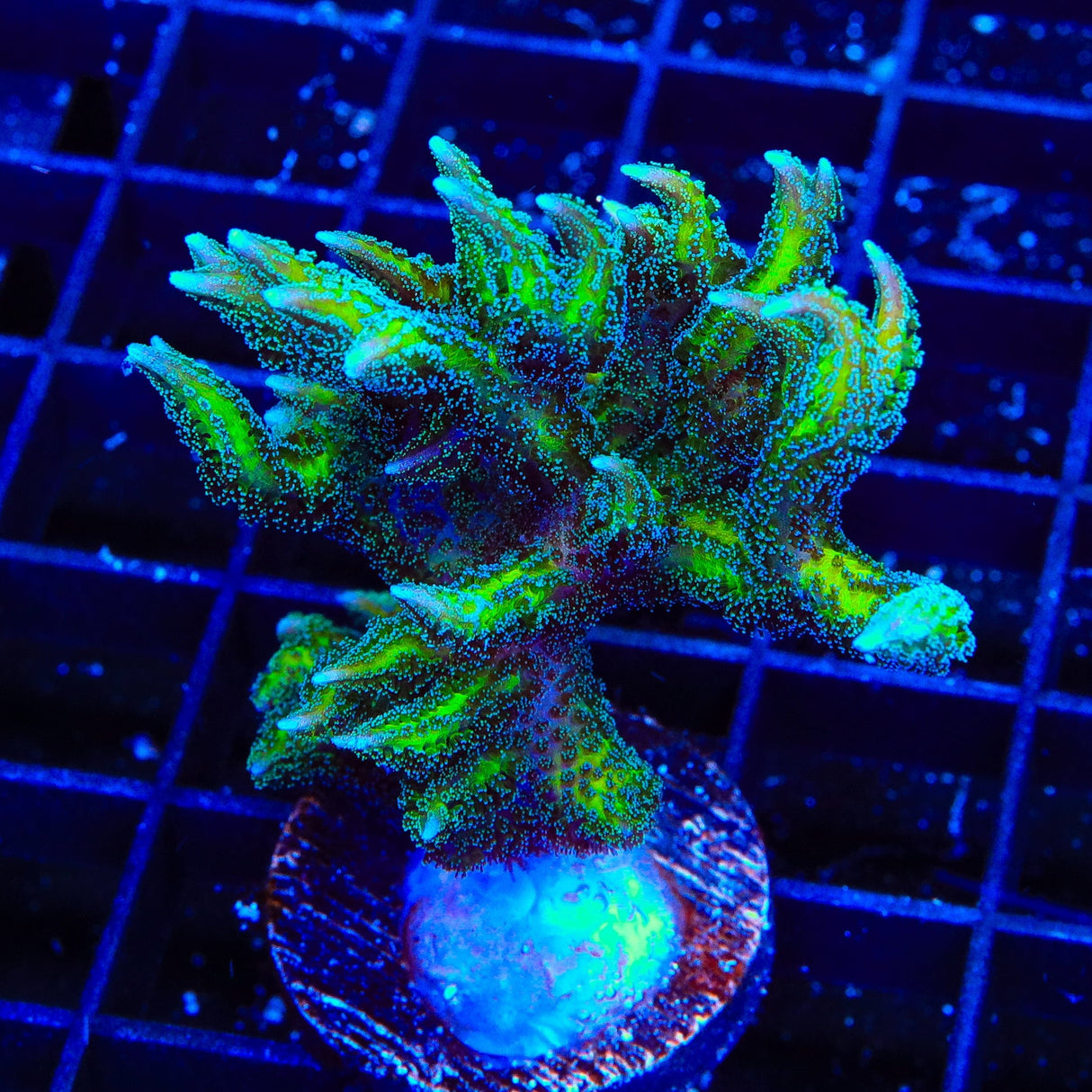 TSA Dragon Claw Birdsnest XL Frag Coral