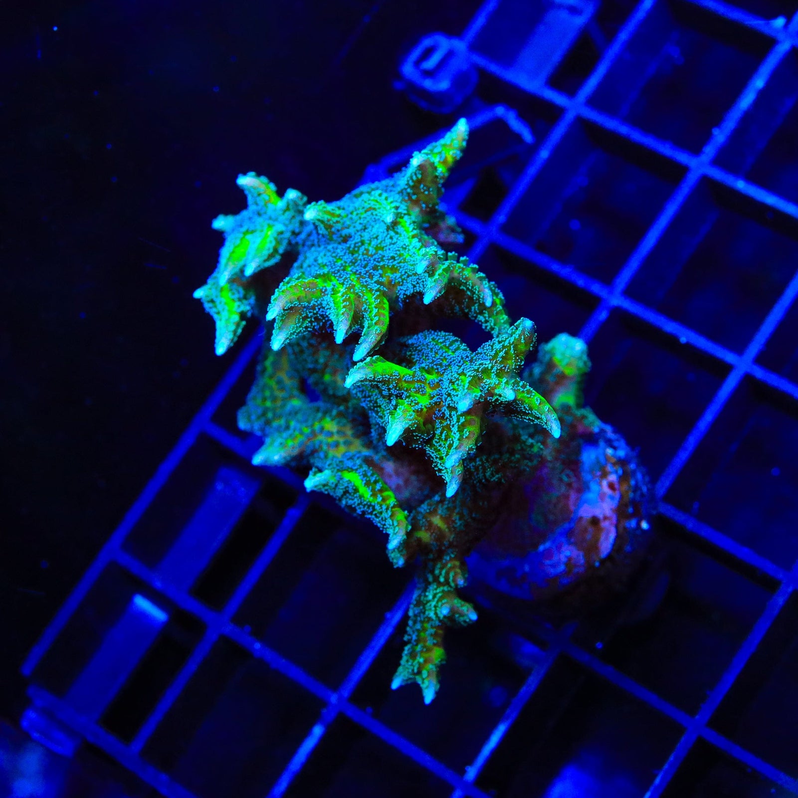 TSA Dragon Claw Birdsnest XL Frag Coral