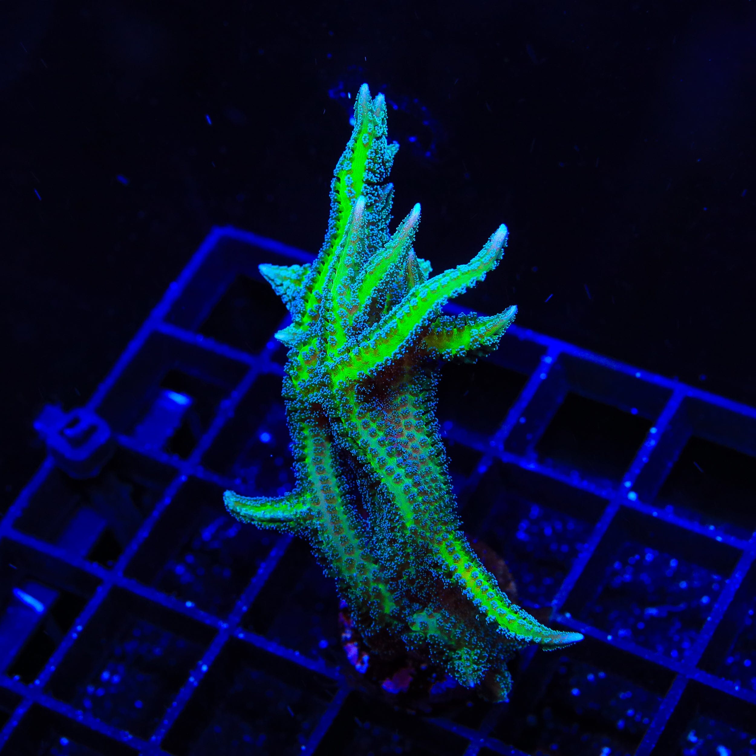 TSA Dragon Claw Birdsnest XL Frag Coral