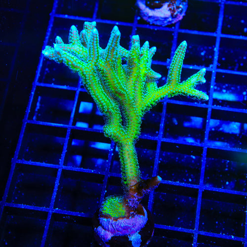 TSA Dragon Claw Birdsnest XL Frag Coral
