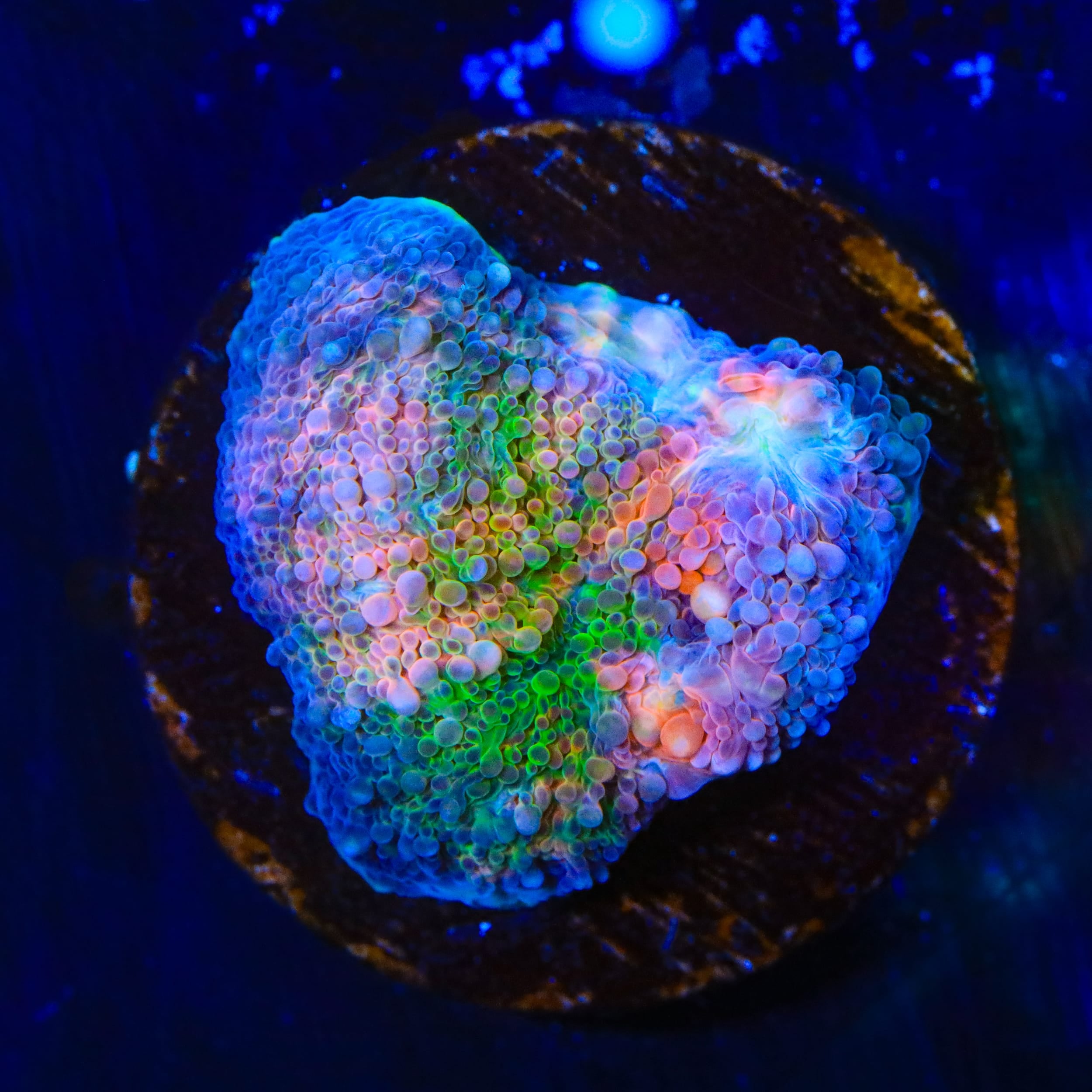 TSA Dream Fever Echinata Coral