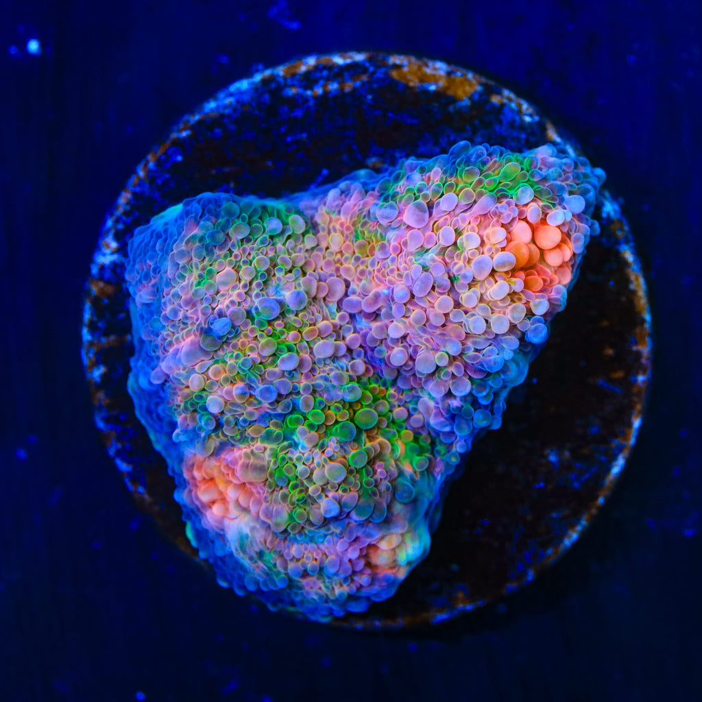 TSA Dream Fever Echinata Coral