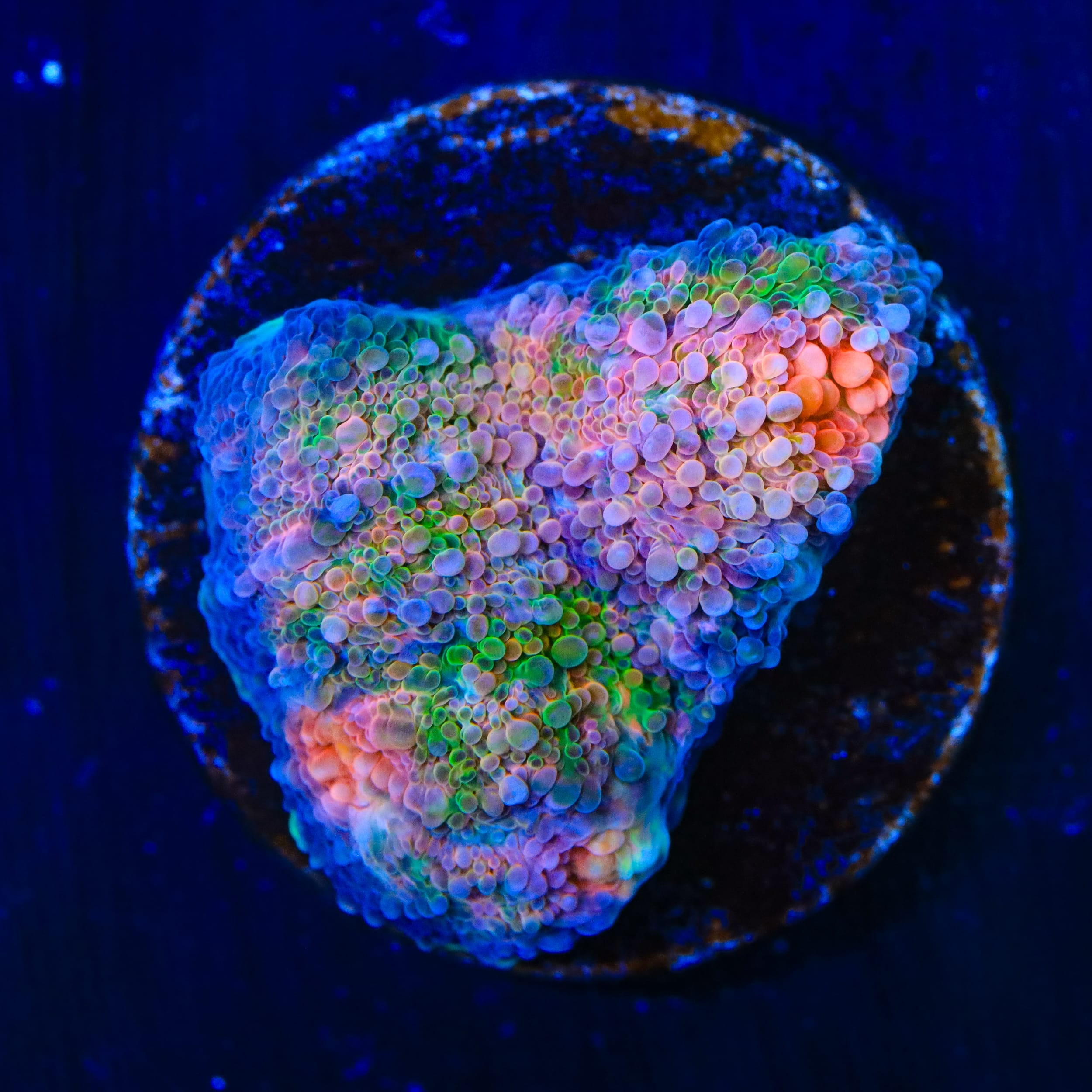 TSA Dream Fever Echinata Coral