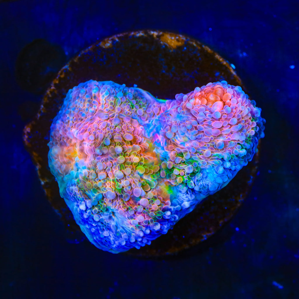 TSA Dream Fever Echinata Coral