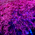 TSA Dream Goniopora Coral