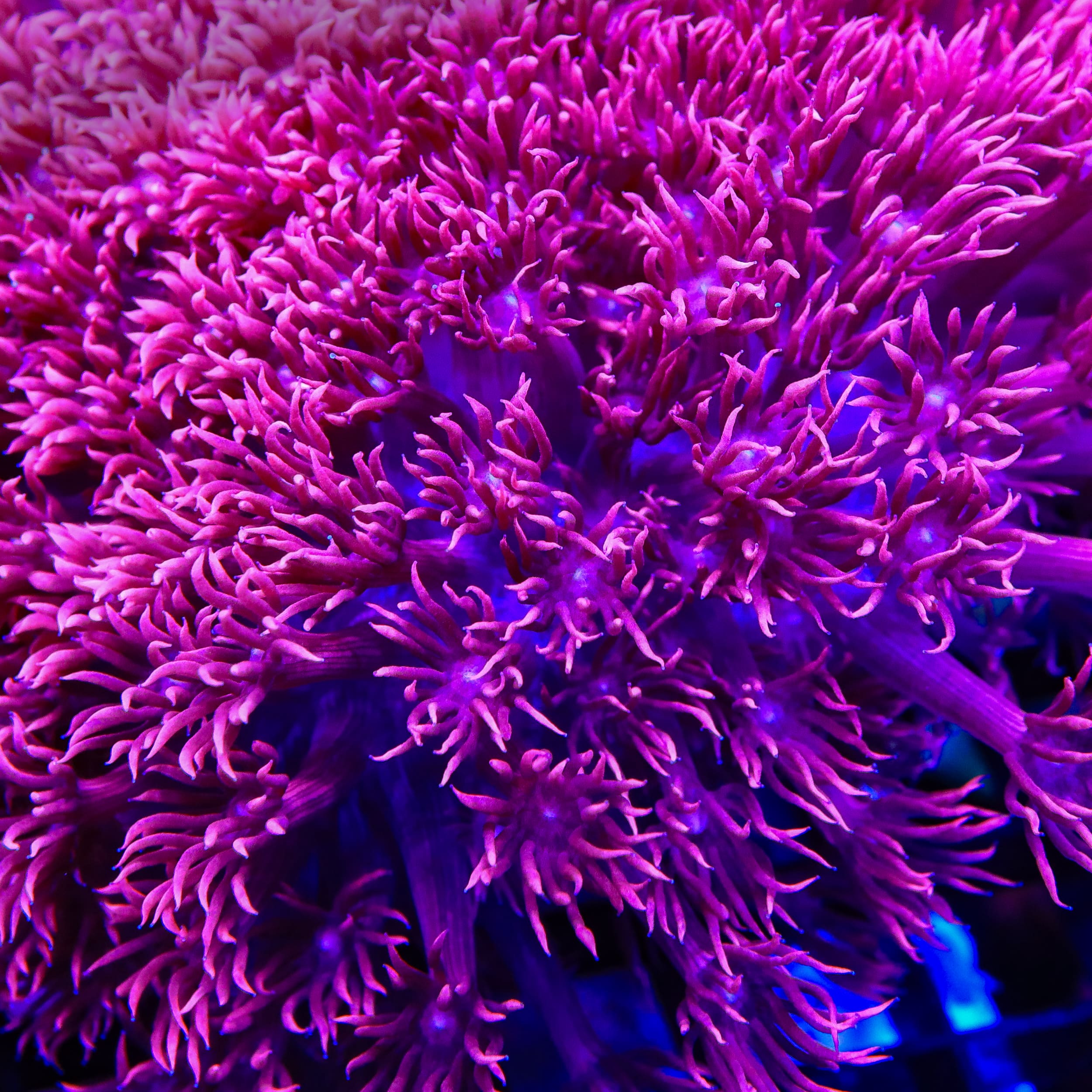TSA Dream Goniopora Coral