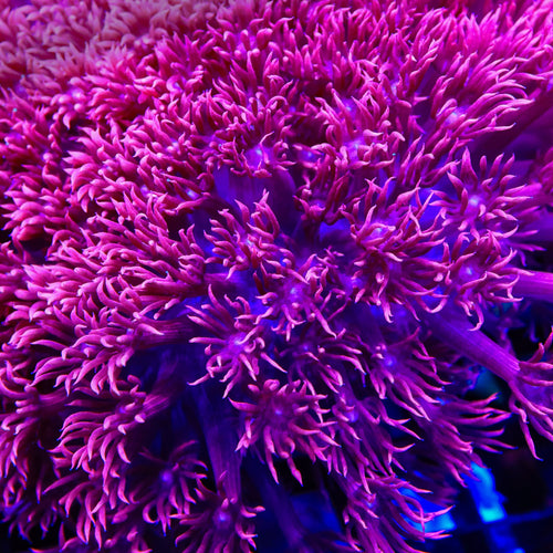 TSA Dream Goniopora Coral