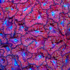 TSA Dream Weaver Blastomussa Coral