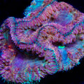 TSA Dueling Dragons Blastomussa Coral