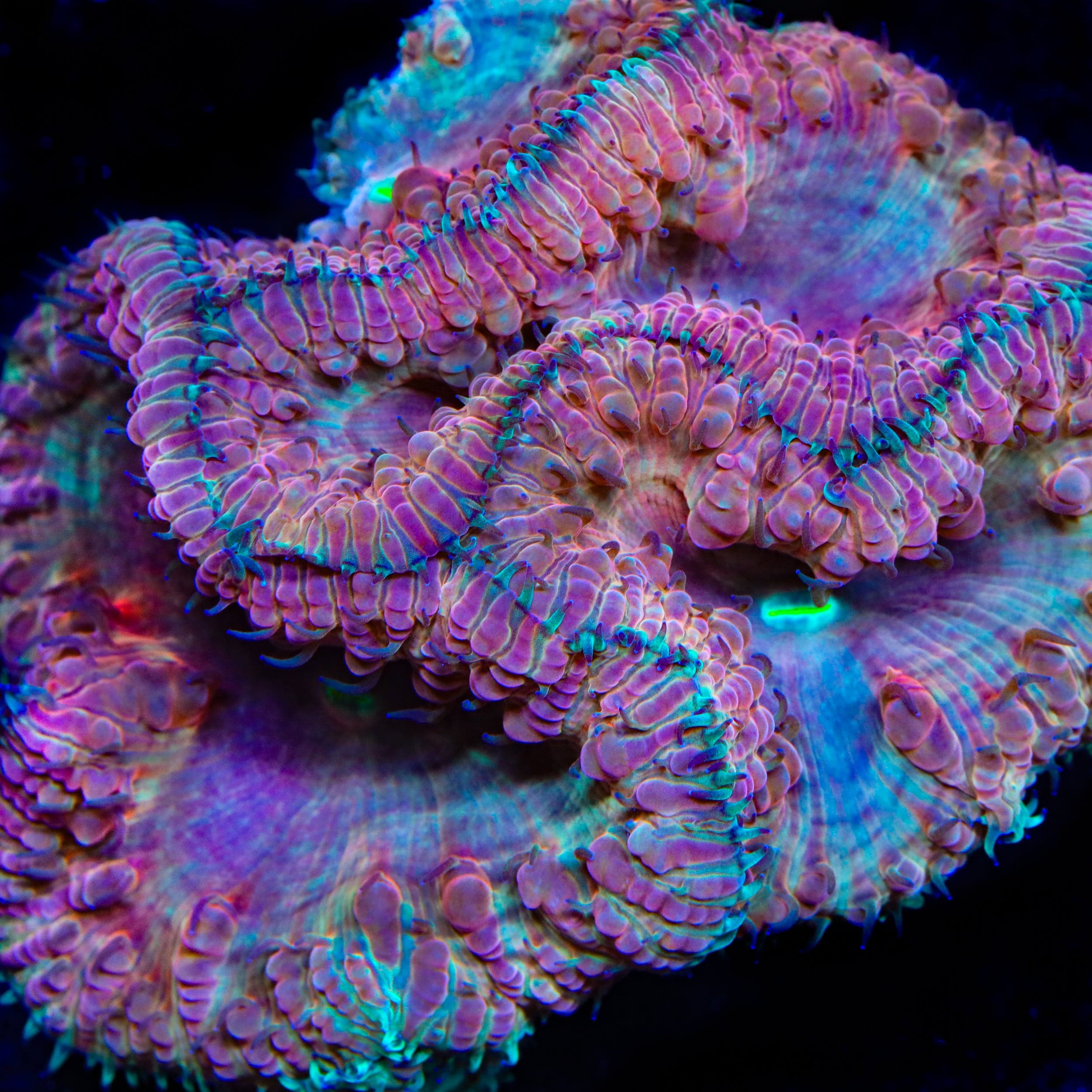 TSA Dueling Dragons Blastomussa Coral