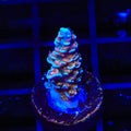 TSA El Scorcho Acropora Coral