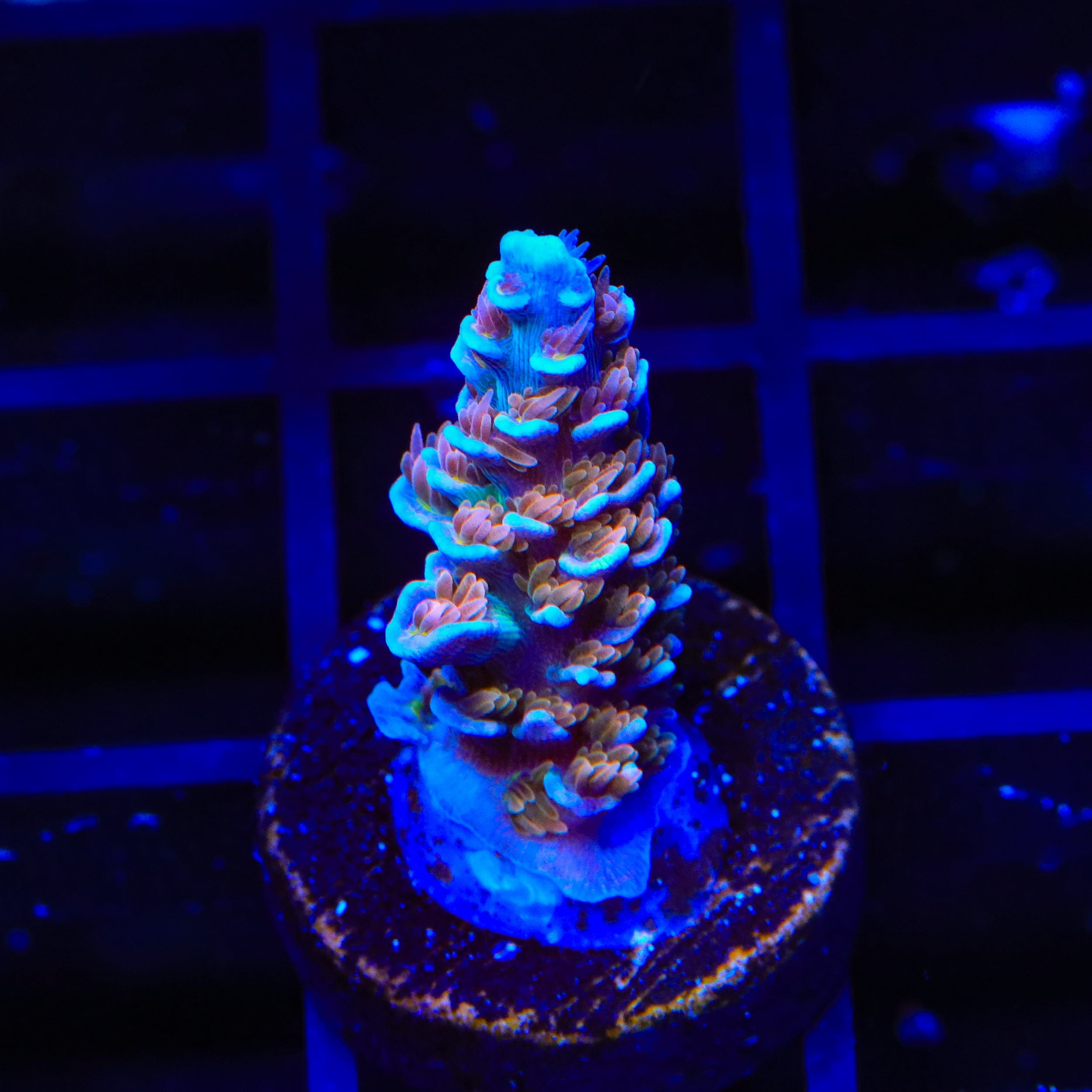 TSA El Scorcho Acropora Coral