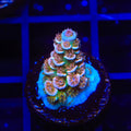 TSA El Scorcho Acropora Coral