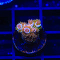 TSA El Scorcho Acropora Coral