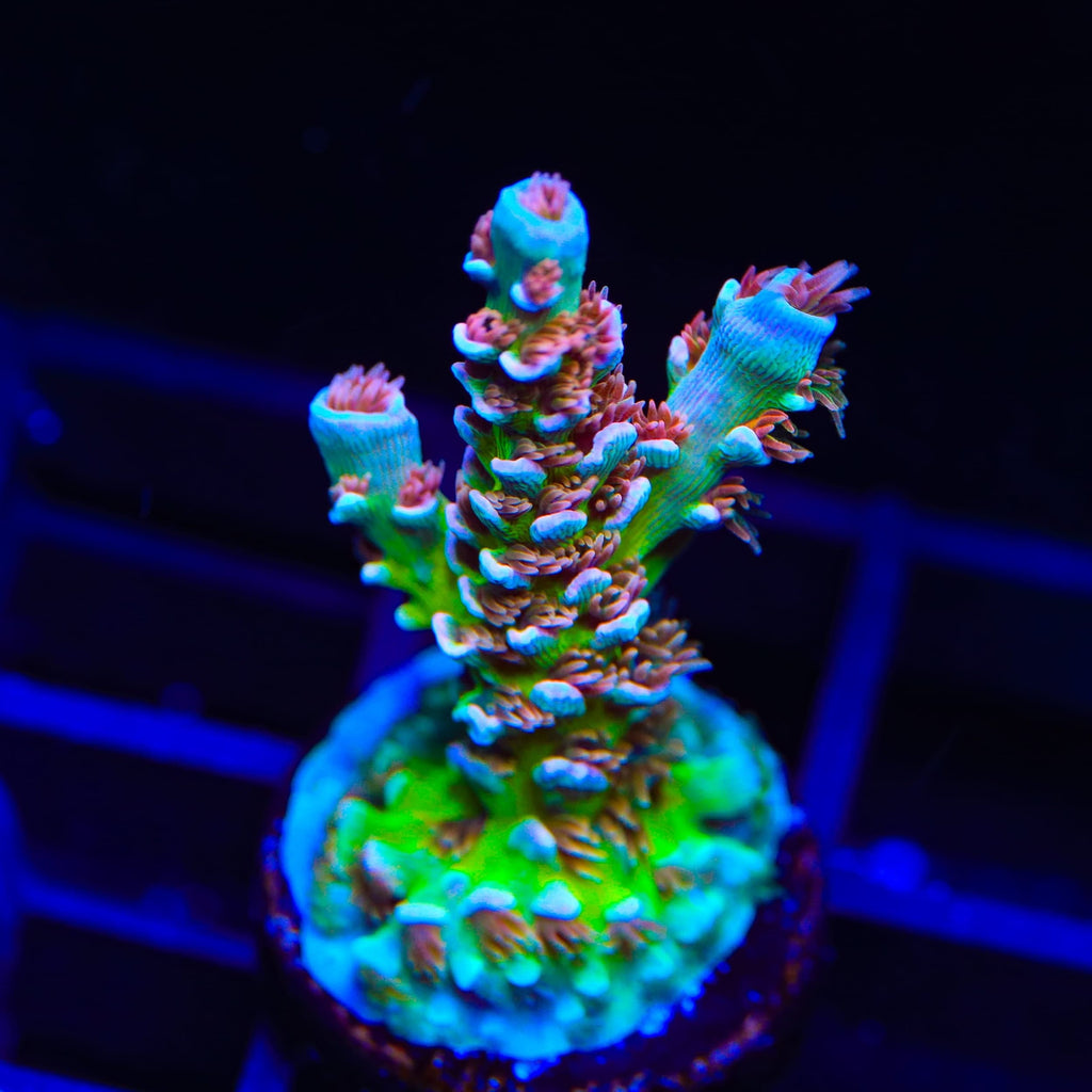 TSA El Scorcho Acropora XL Frag Coral