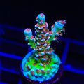 TSA El Scorcho Acropora XL Frag Coral