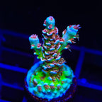 TSA El Scorcho Acropora XL Frag Coral