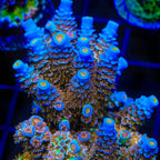 TSA El Scorcho Acropora XL Frag Coral