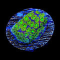 TSA Electric Daisy Leptastrea Coral