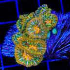 TSA Electric Tang Aquacultured Plate Coral