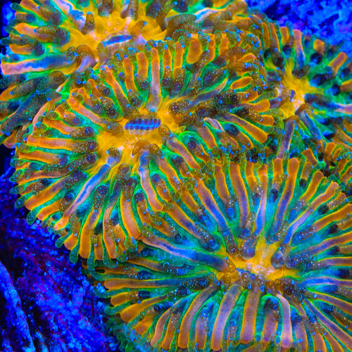 TSA Electric Tang Aquacultured Plate Coral