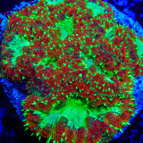 TSA Electric Watermelon Blastomussa Coral