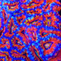 TSA Ember Bloom Coral