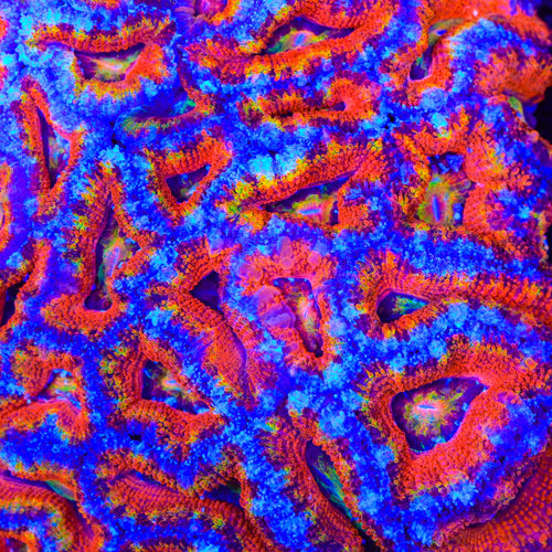 TSA Ember Bloom Coral