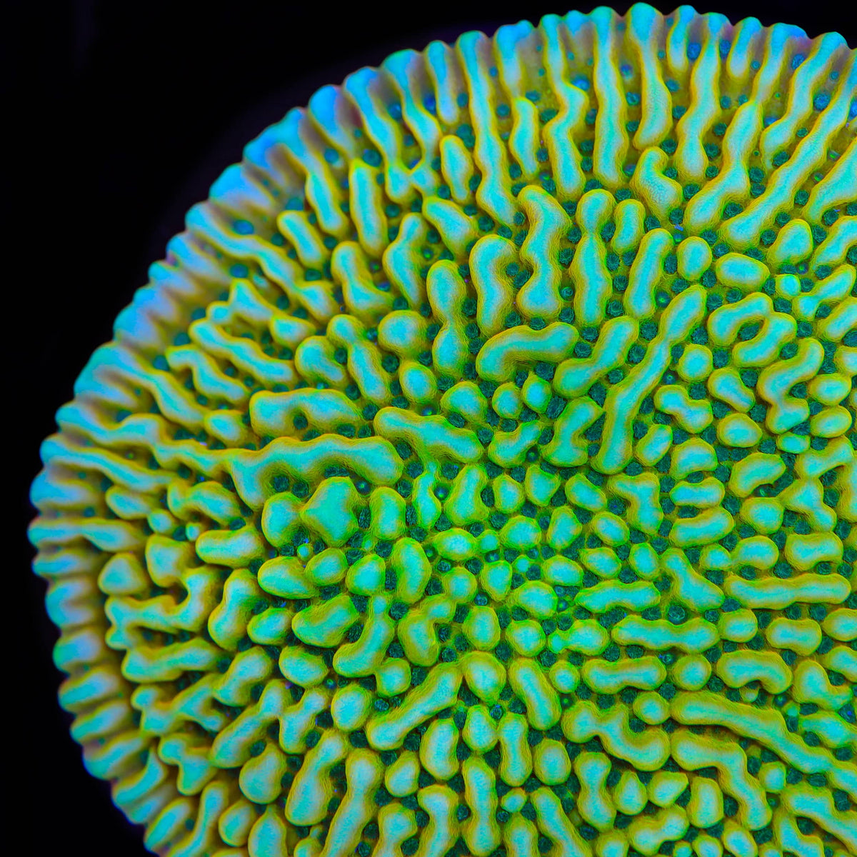 TSA Emerald City Montipora Coral