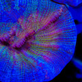 TSA Emerald Rose Pectinia Coral