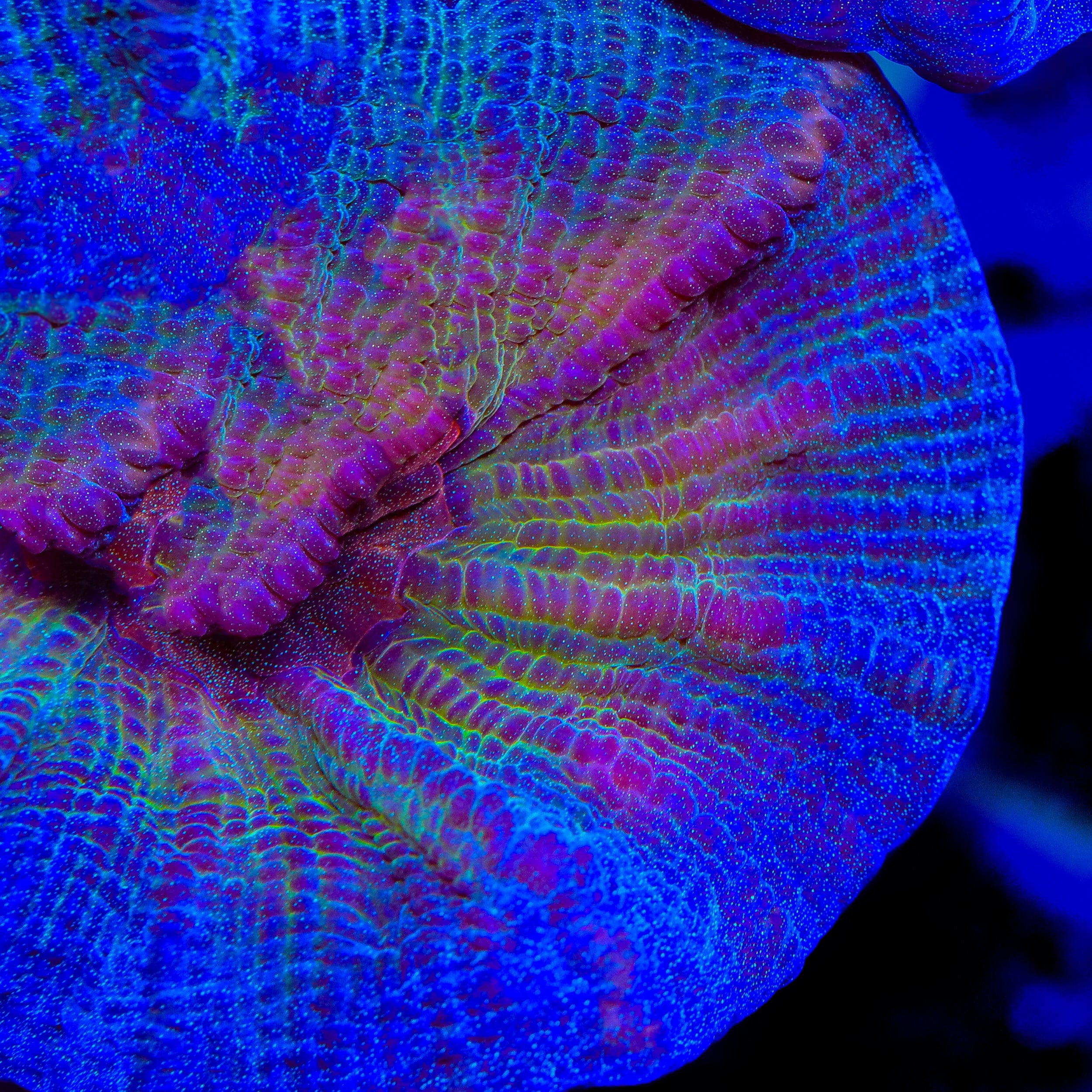 TSA Emerald Rose Pectinia Coral