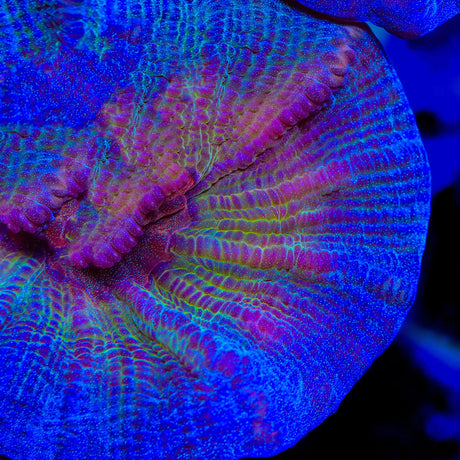 TSA Emerald Rose Pectinia Coral