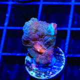 TSA Emerald Rose Pectinia Coral