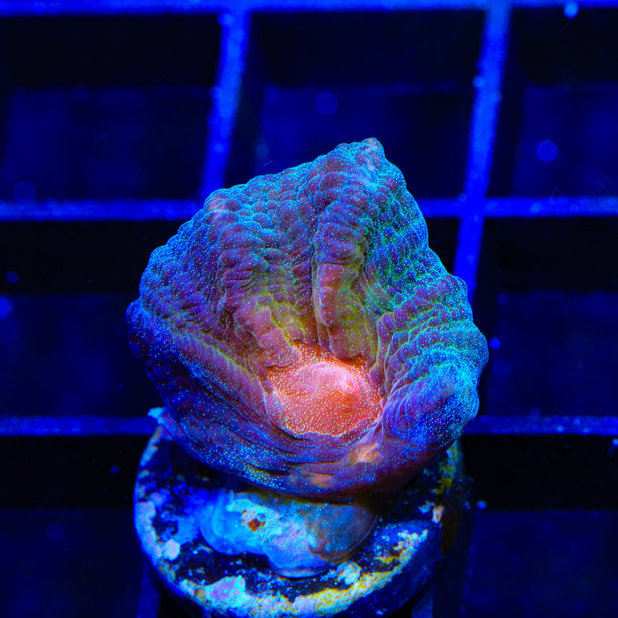 TSA Emerald Rose Pectinia Coral