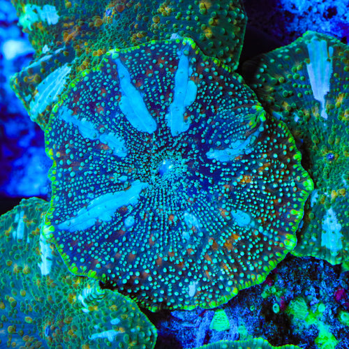 TSA Event Horizon Mushroom Coral