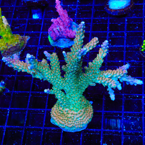 TSA Explosive Ember Acropora Colony Coral