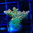 TSA Explosive Ember Acropora Coral