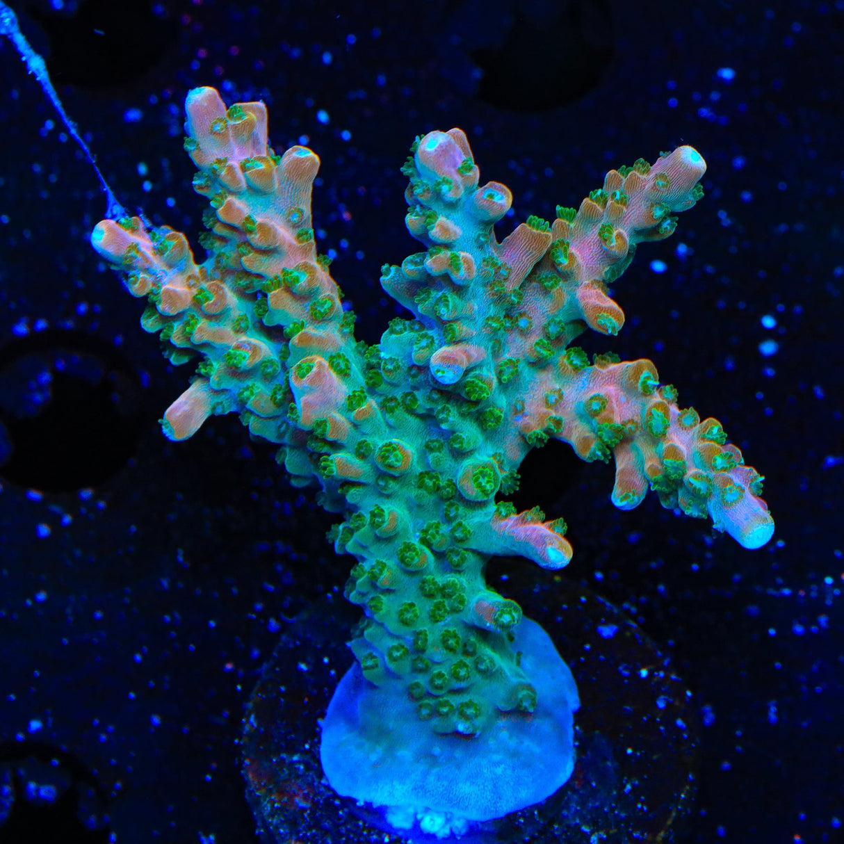 TSA Explosive Ember Acropora Coral