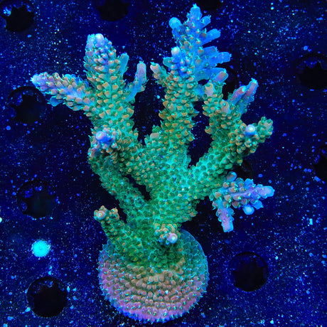 TSA Explosive Ember Acropora Coral