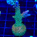 TSA Explosive Ember Acropora XL Frag Coral