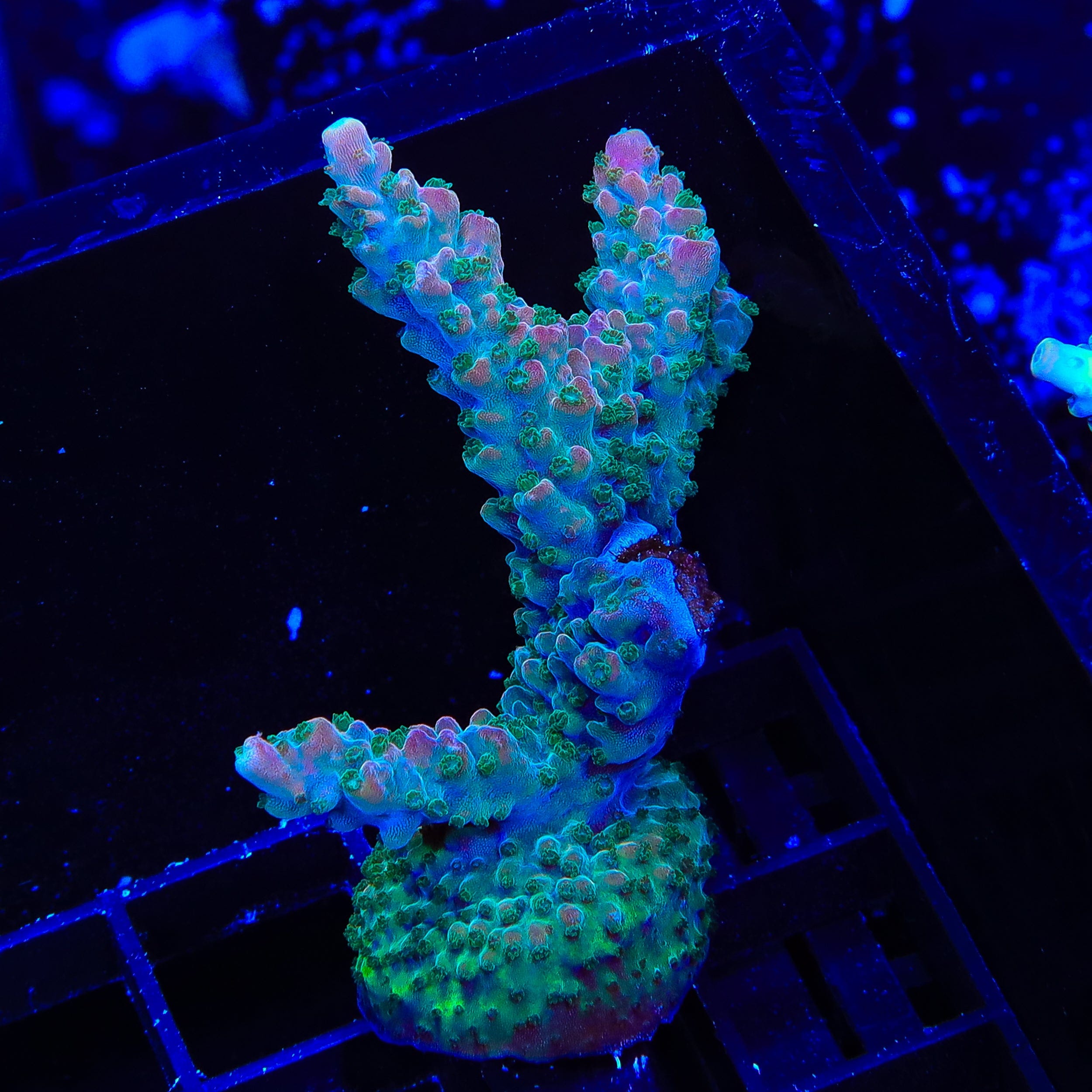 TSA Explosive Ember Acropora XL Frag Coral