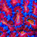 TSA Eye of Ender Acan Coral