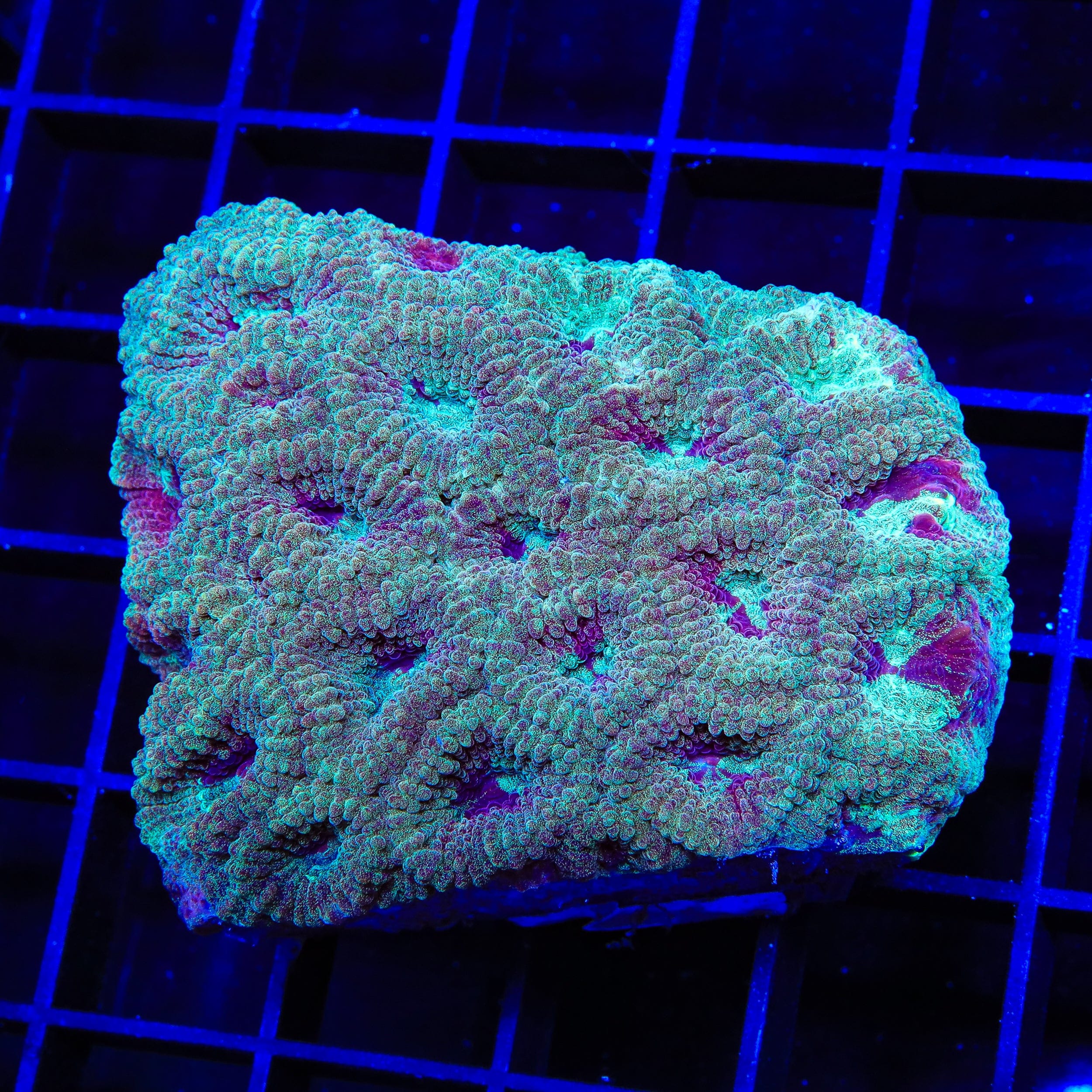 TSA Fairy Dust Favia XL Frag Coral